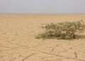 Severe drought expands across Somalia as millions face crisis