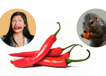 Spicy Chillies: The Agonizing Pleasure of Capsaicin