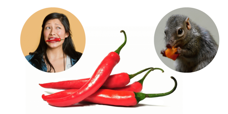 Spicy Chillies: The Agonizing Pleasure of Capsaicin